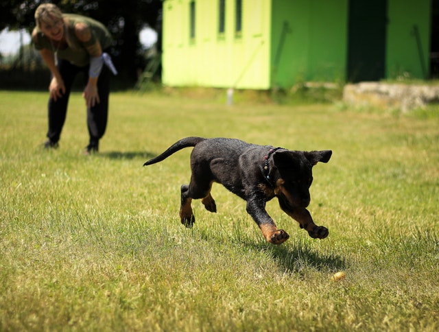 Lo que debes saber para tener perro en casa