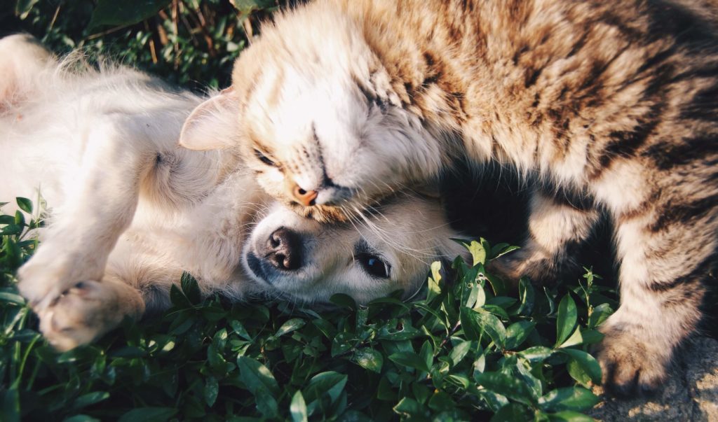 Amigos día de la amistad