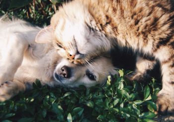 Amigos día de la amistad