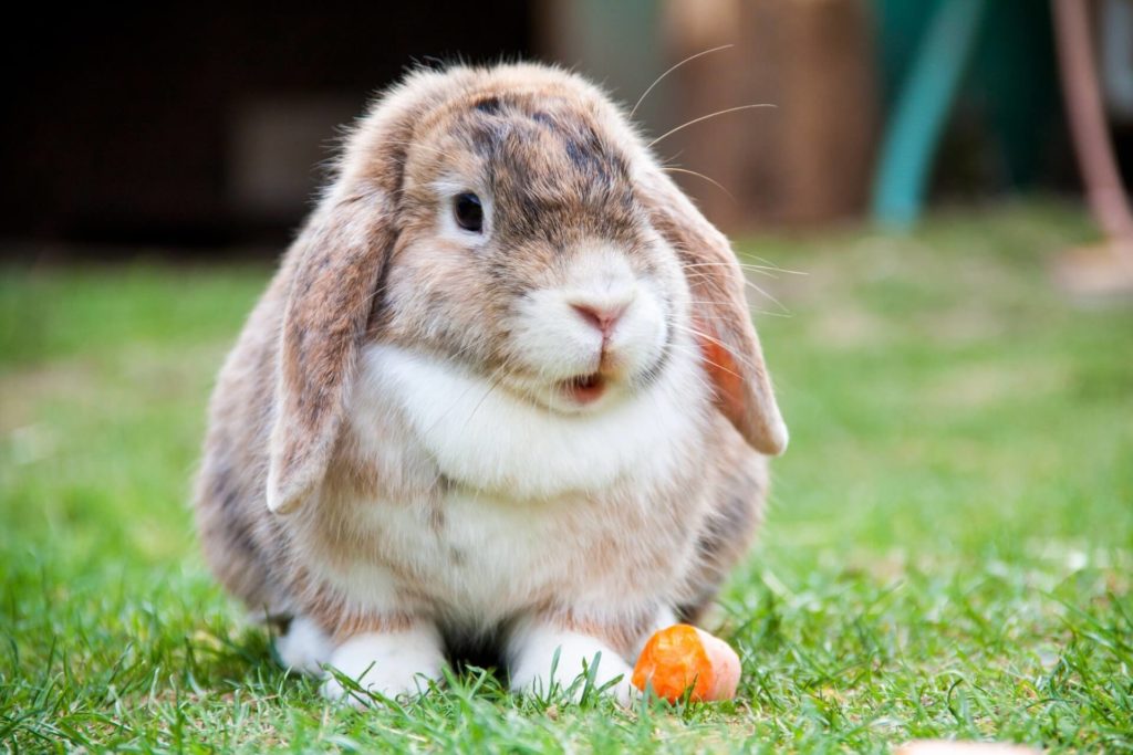 Por qué tener un conejo en el hogar