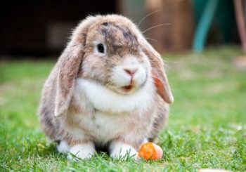 Por qué tener un conejo en el hogar