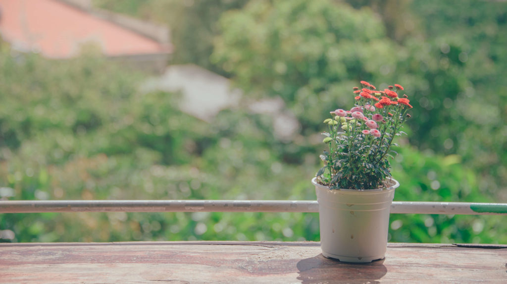 Añade una planta a la oficina en casa