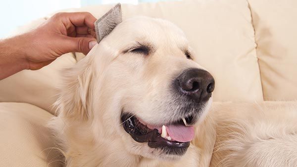 cepillo de los pelos de tu perro