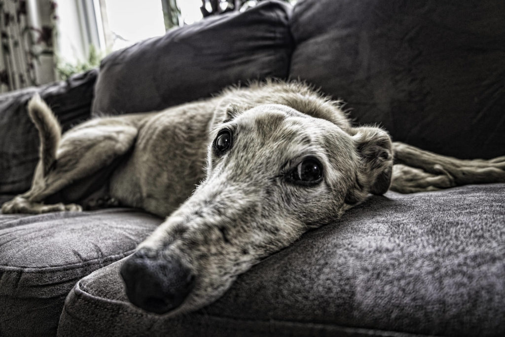 Cómo quitar los pelos de tu perro del sofá